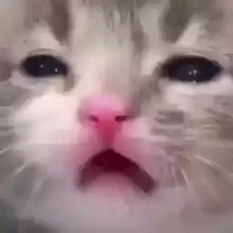 cccccccccats