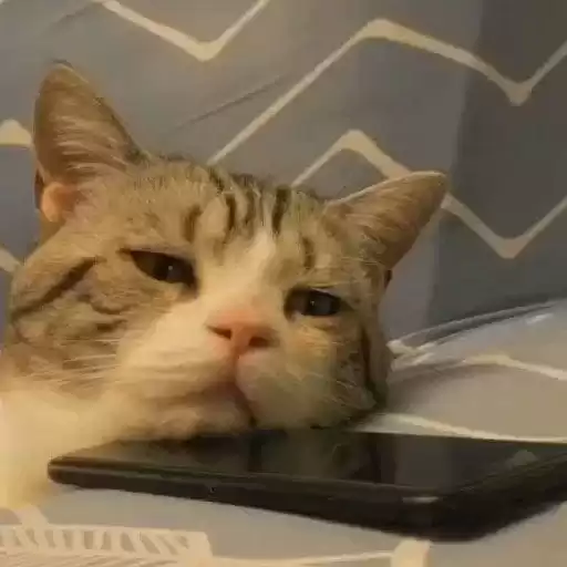 cccccccccats
