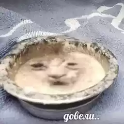 ccccccccccaaaaaaaaaatss
