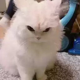 ccccccccccaaaaaaaaaatss