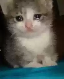 ccccccccccaaaaaaaaaatss