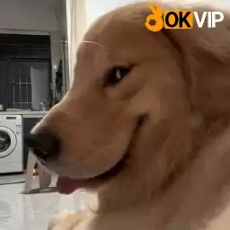 cholabankhongphaitoi