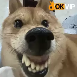 cholabankhongphaitoi