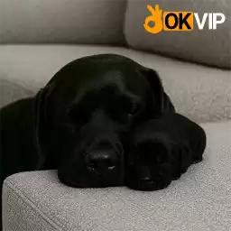 cholabankhongphaitoi