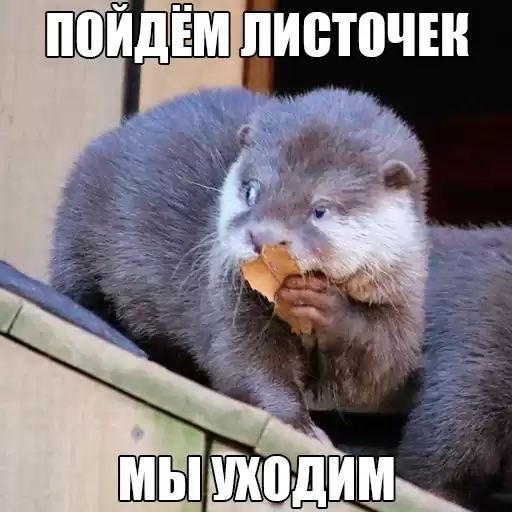 citatyotter