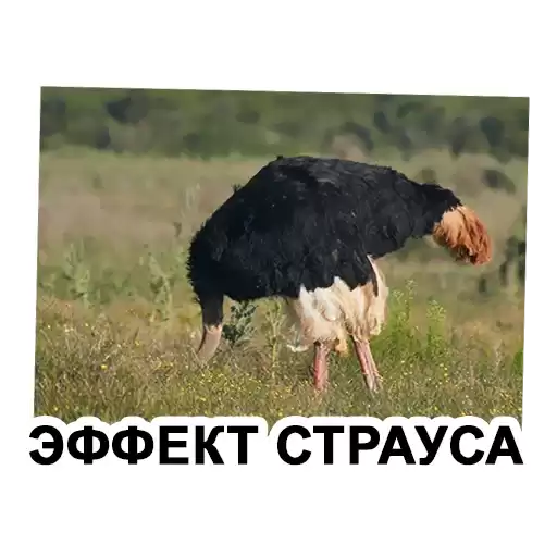cognitivebiasBRE