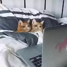 cryingcatdeluxe