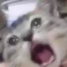 cryingcatdeluxe