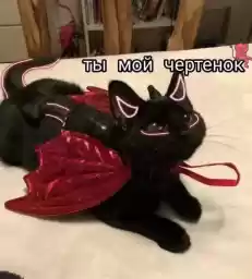 cutecats3
