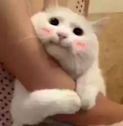 cutecats3
