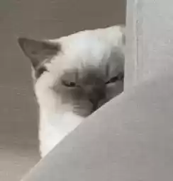 cutecats3