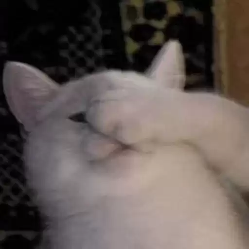 cutecats3