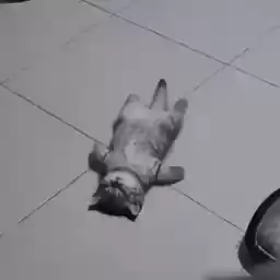 cutecatti