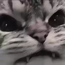 cutecatti