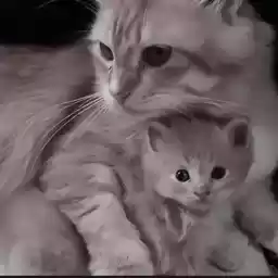 cutecatti