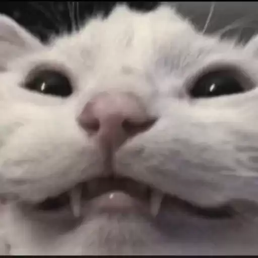 cutecatti