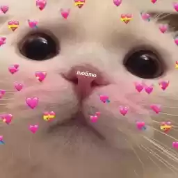 cutekitttens