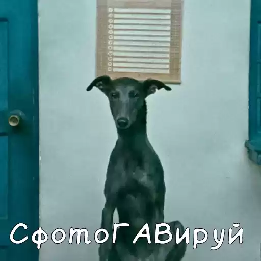 d_ya_like_dags