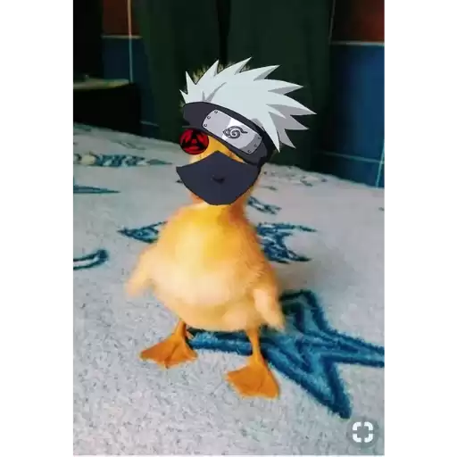 dickidickisol