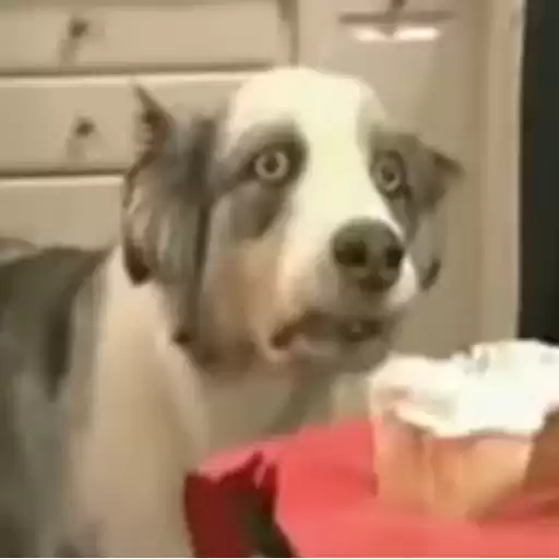 dievochka