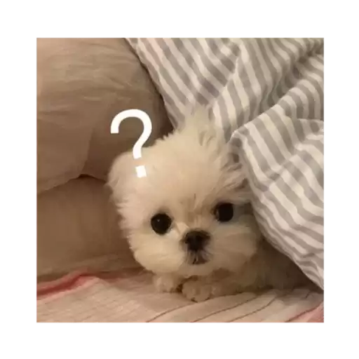 dogsdogsdogsforyou