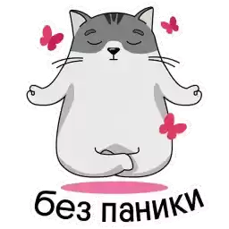 finikcat