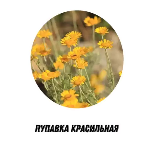 flowers_mospriroda