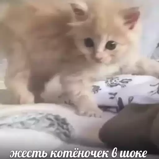 fluffyhehe