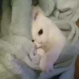 gatitoslinfos