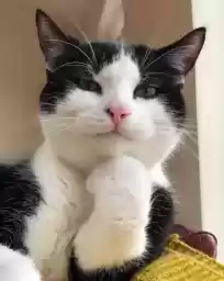 gatitoslinfos