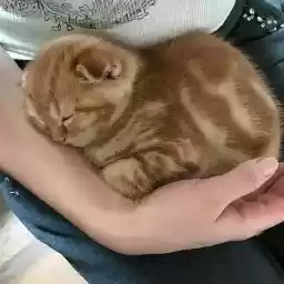 gatitoslinfos