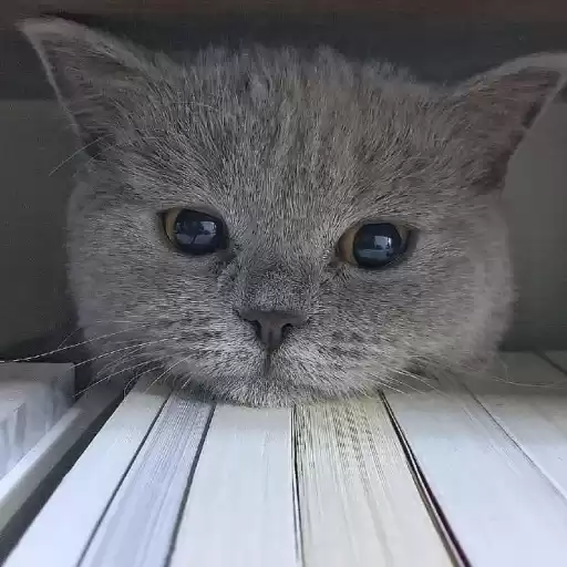 gatitoslinfos