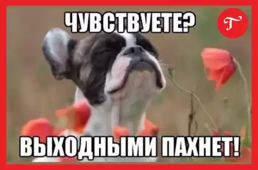 glavbukhhumor