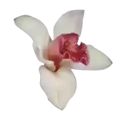 gnoemr