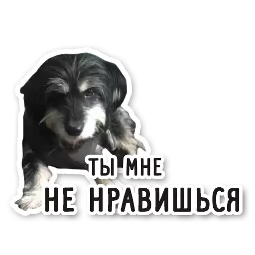 happytails2022