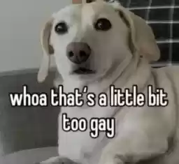 homophobicanimal