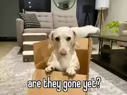 homophobicanimal