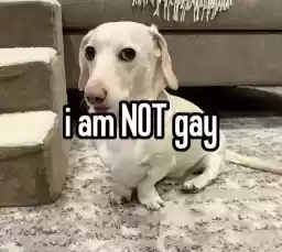 homophobicanimal