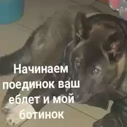 horoshok_k_by_fStikBot