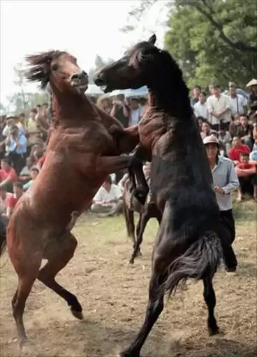 horse