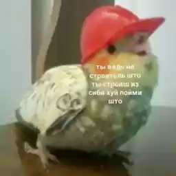 hyikery