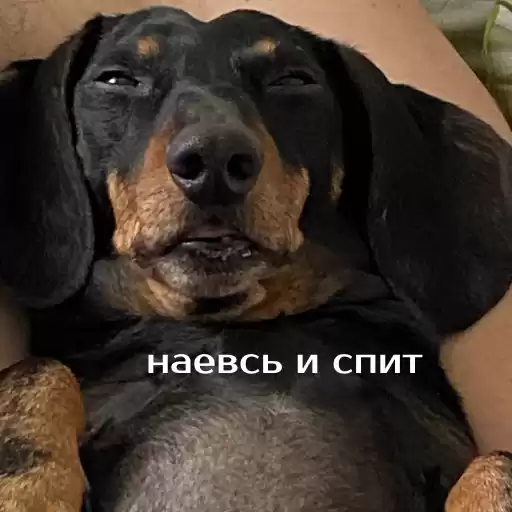 izbaanimals