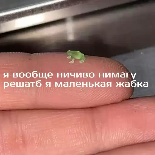 izbafrogs