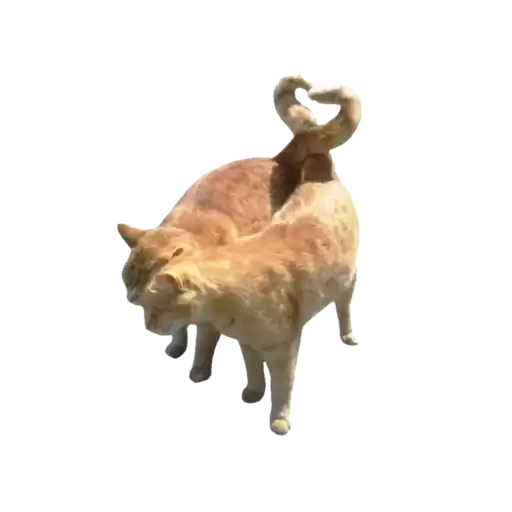 kisanopisaa
