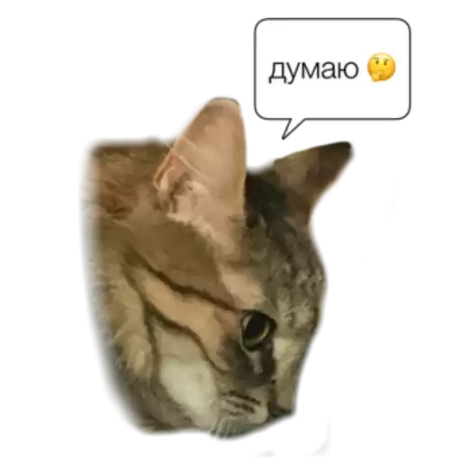 kismy