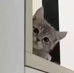 kittenssssssssss_by_fStikBot