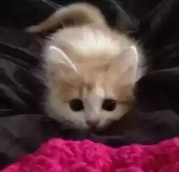 kittenssssssssss_by_fStikBot