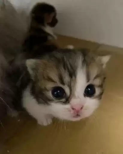 kittenssssssssss_by_fStikBot