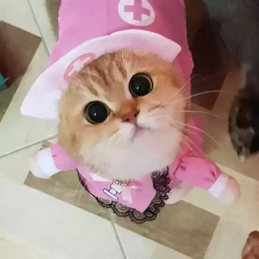 kittensxsv