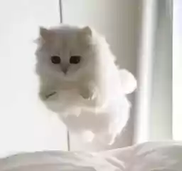 kittykittykitty_by_fStikBot